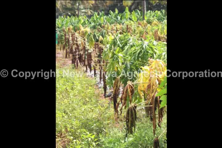 leaf curl of chilli control pesticides